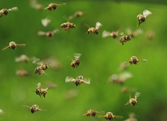 flying honeybees about to swarm