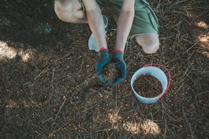 A man squats to collect pine mulch and put it in a bucket.
