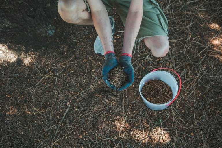 A man squats to collect pine mulch and put it in a bucket.