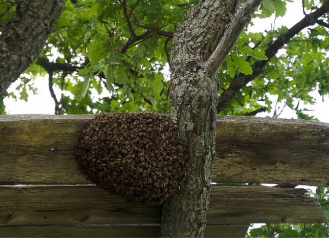 honeybee swarm in tree