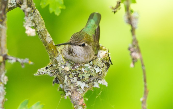 6 Incredible Things to Know About Hummingbird Nests