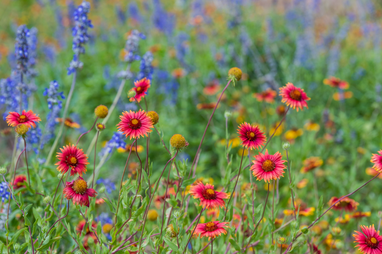 Colorful blue, purple, and red wildflowers in a meadow.