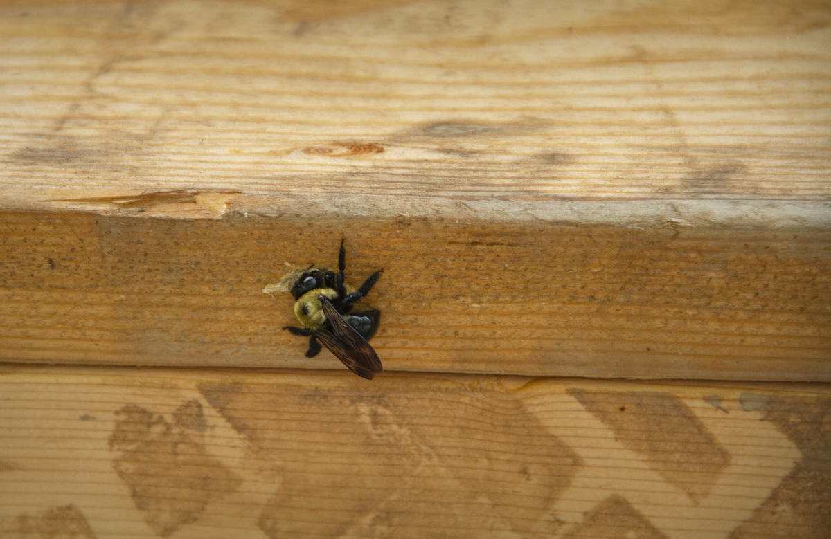types of bees - carpenter bee