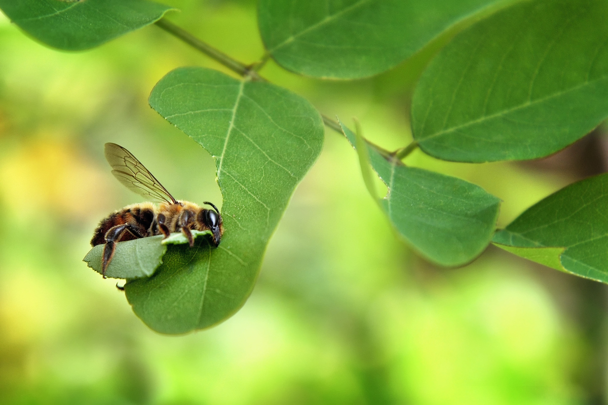 types of bees - leafcutter bee
