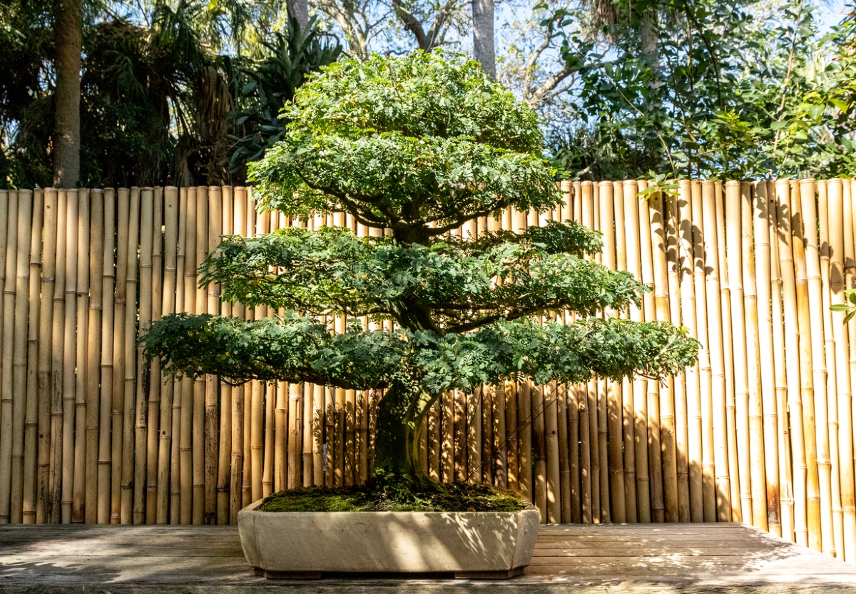 Brazilian rain tree bonsai tree.