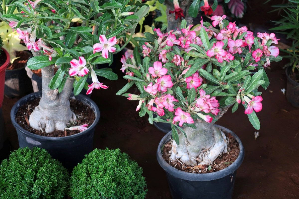 Two bonsai trees with pink flowers.