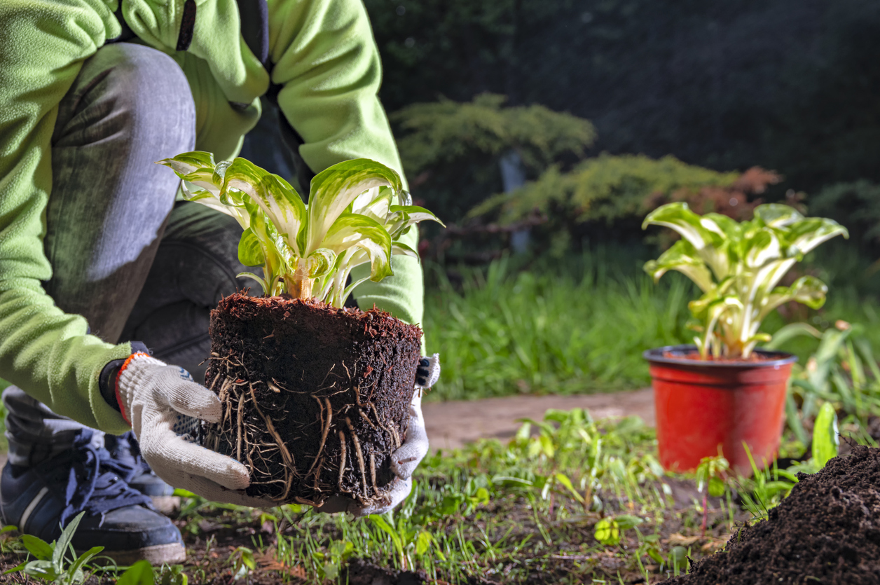 Woman gardener manually transplants plant from pot into the soil. Female hands in white gloves hold the Hosta plant.