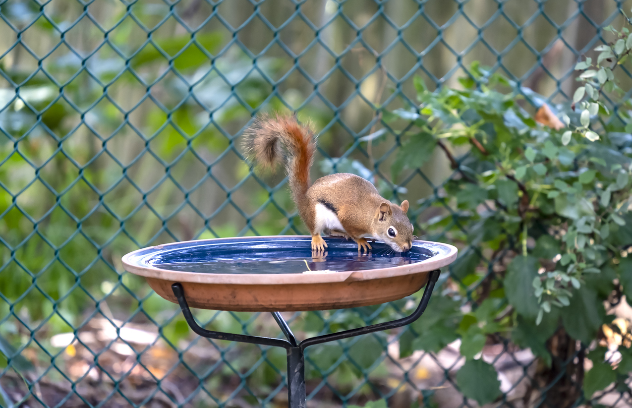 An American Red Squirrel Drinking from a Bird Bath in a Suburban Backyard