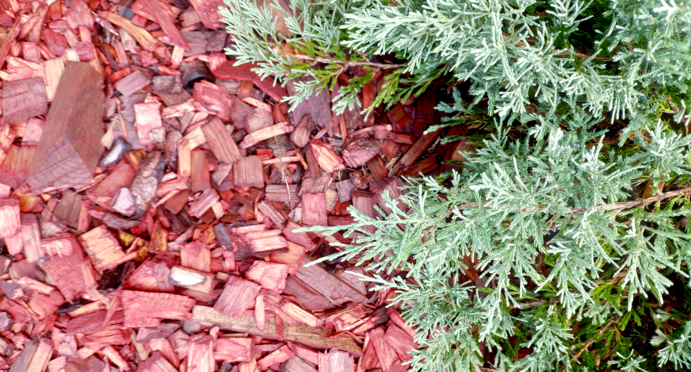 Plants mulching with cedar bark red mulch in green garden. Chip mulch around juniper shrub bush with flowers in yard. Wood hardwood chip in garden landscaping. Maintenance spring pulp home care