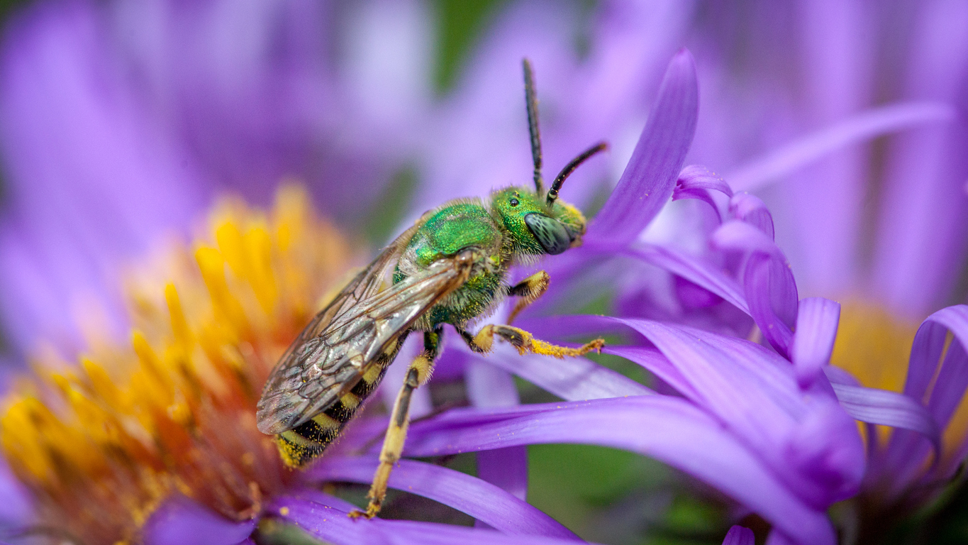 types of bees - Sweat Bee