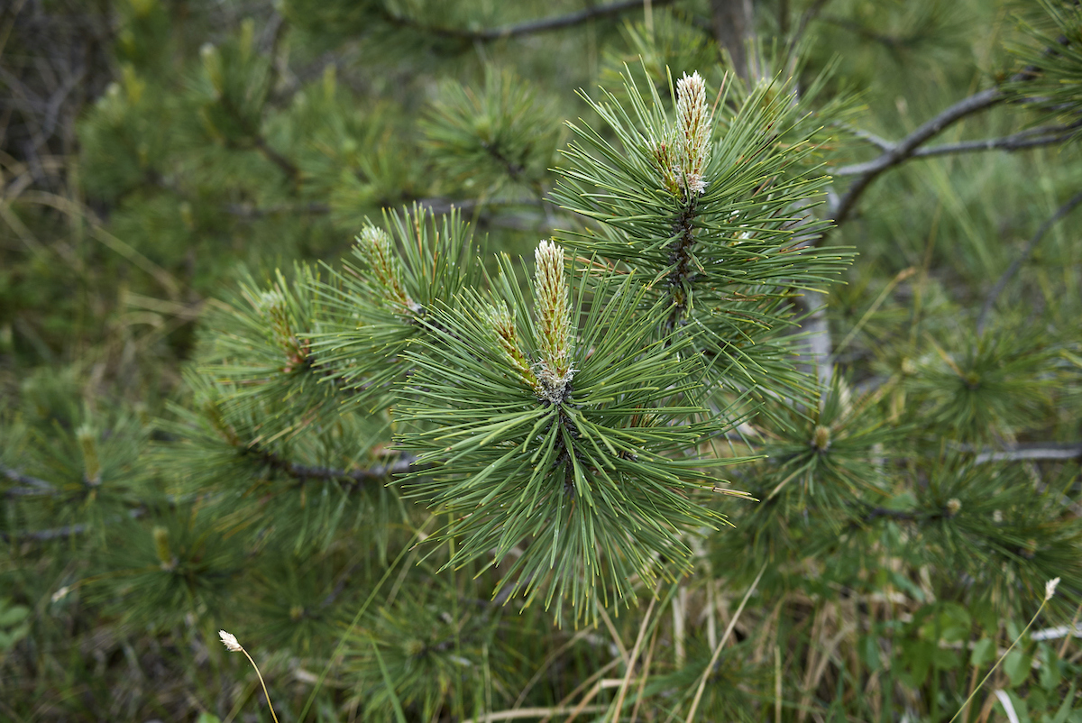 types of pine trees oregon pine