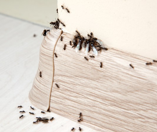 Solved! What Are Those Bugs That Look Like Termites in My House?