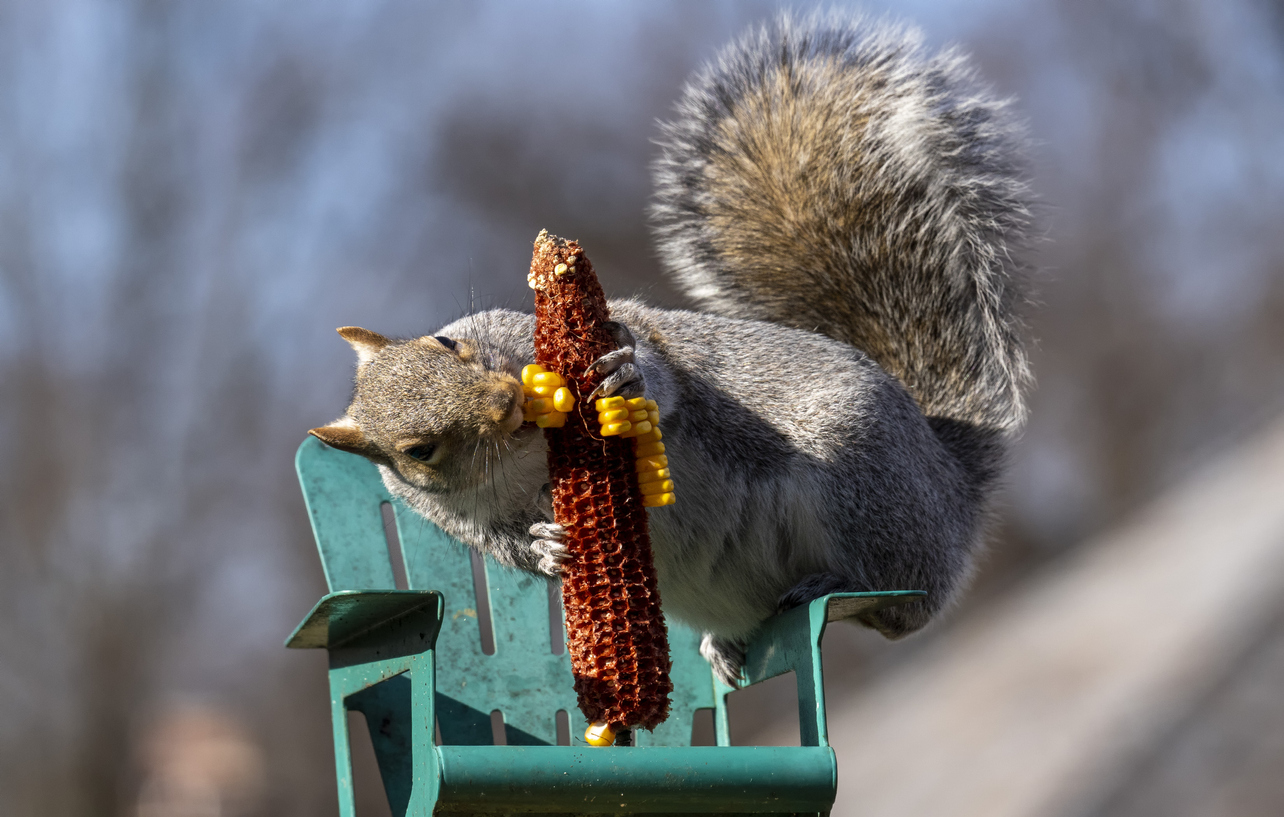 Squirrel nibbles away at a corn cob.