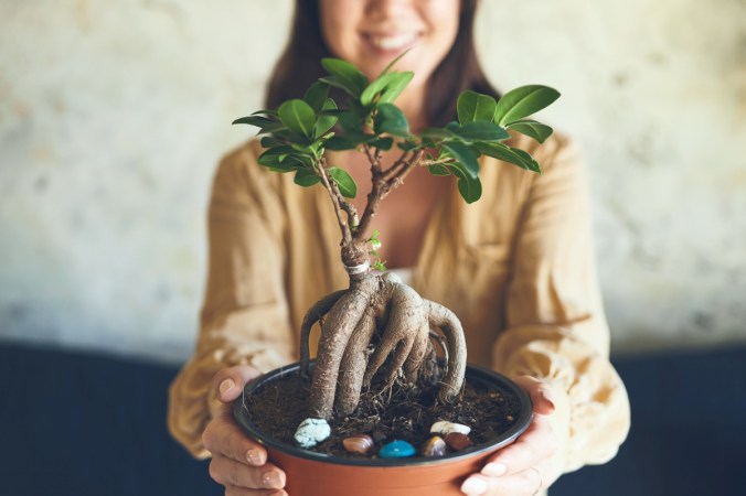 11 Types of Bonsai Trees That Are Best for Beginners