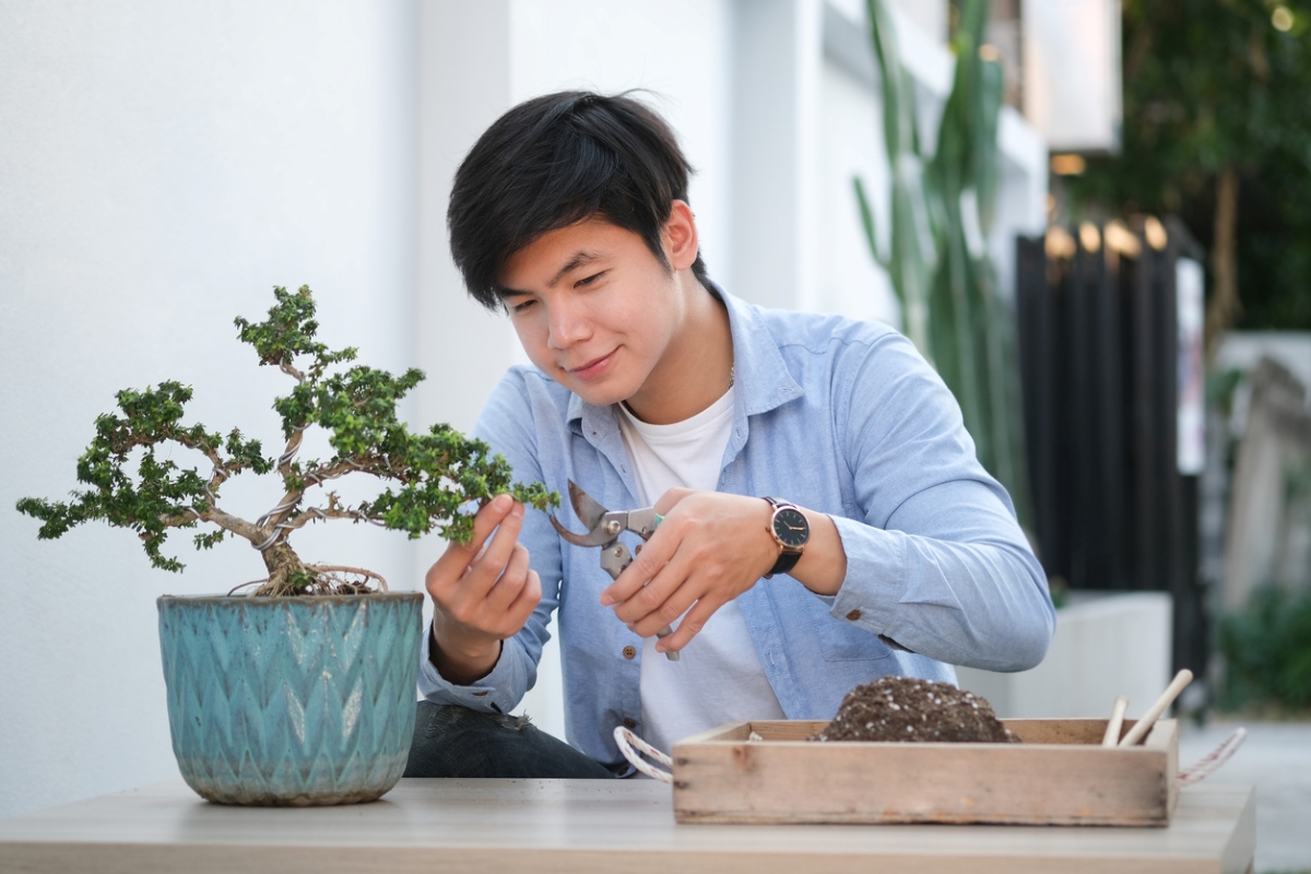 Young Asian man trimming bonsai tree.