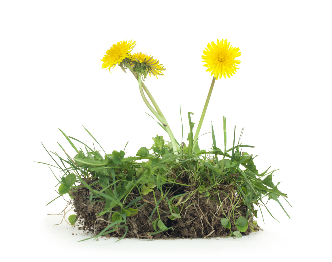 what are dandelions good for