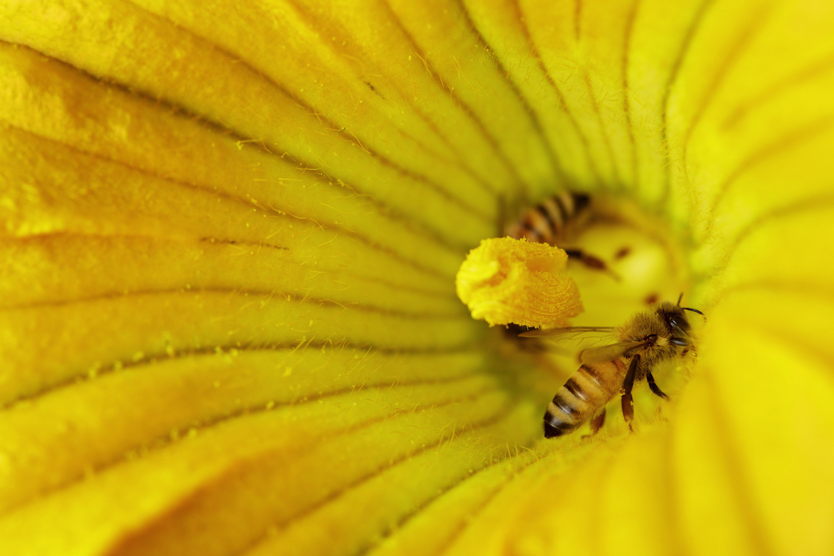types of bees-squash bee