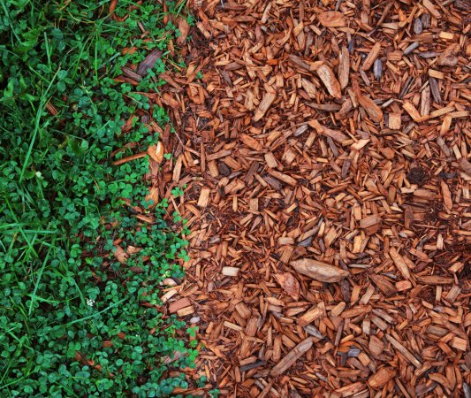 Grass and Clover on Cedar Chips Larger