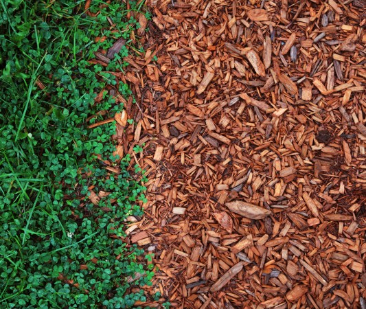 6 Things to Know About Cedar Mulch