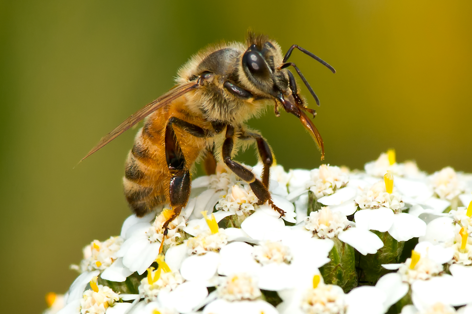 types of bees - honeybee
