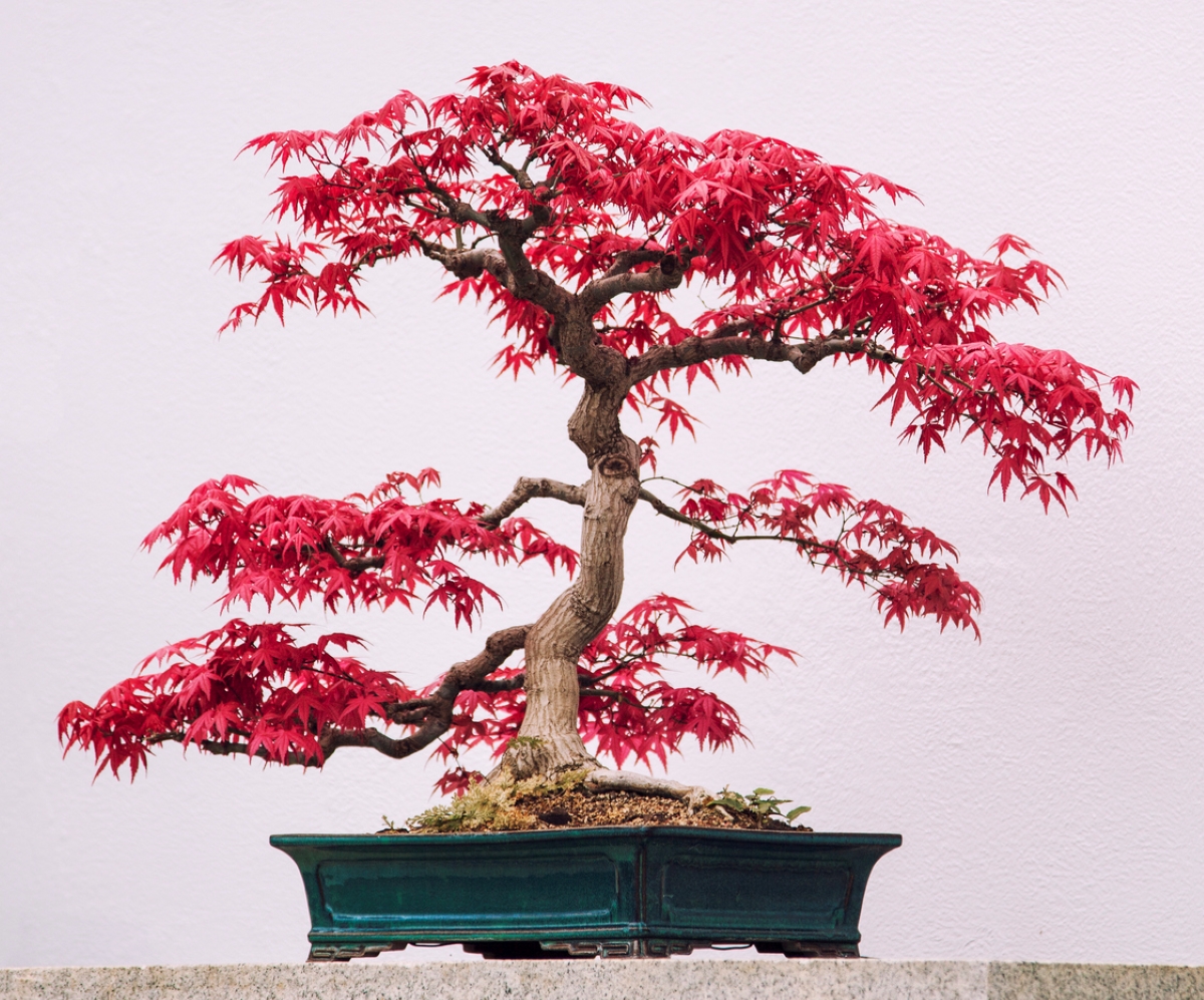 Japanese Maple bonsai tree with red leaves.