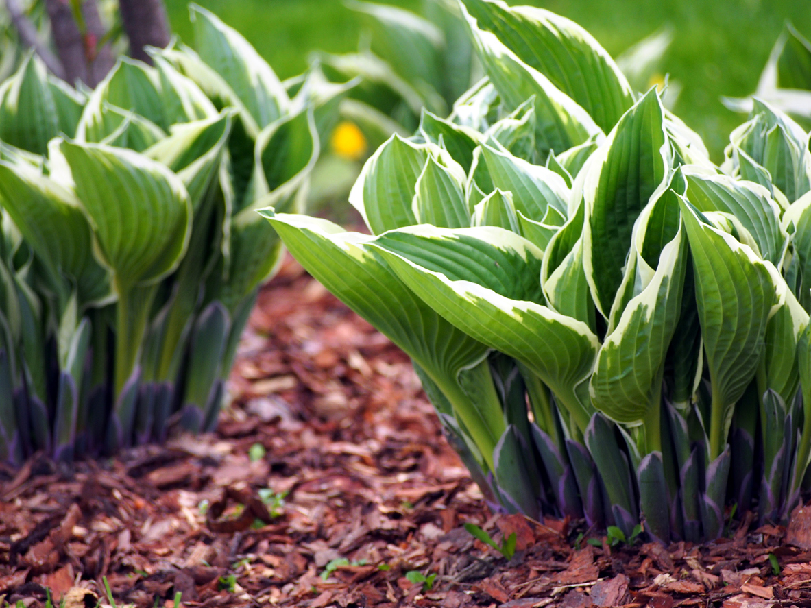 Green and white Hostas in the park.