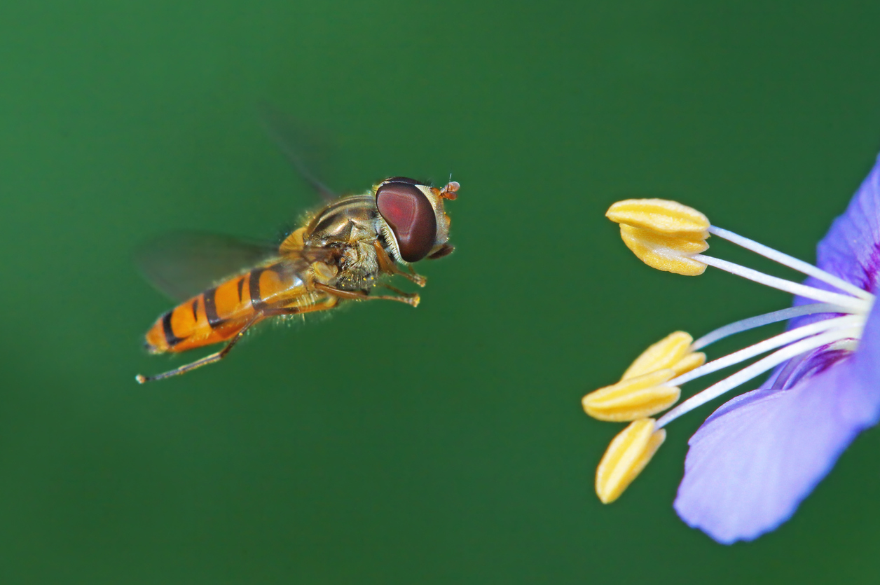 types of bees - hoverfly