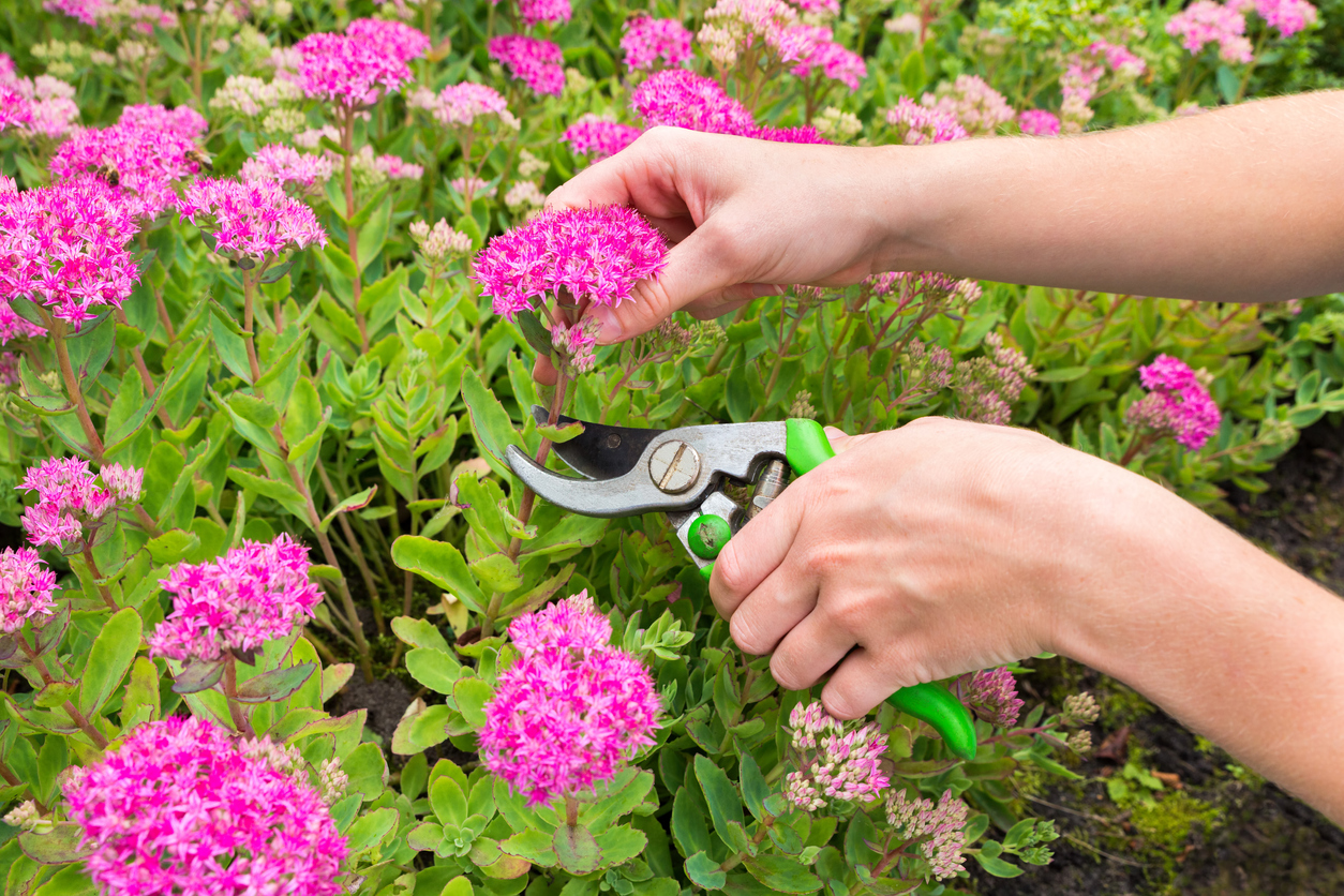 Person pruning pink sedum flowers with pruning shears