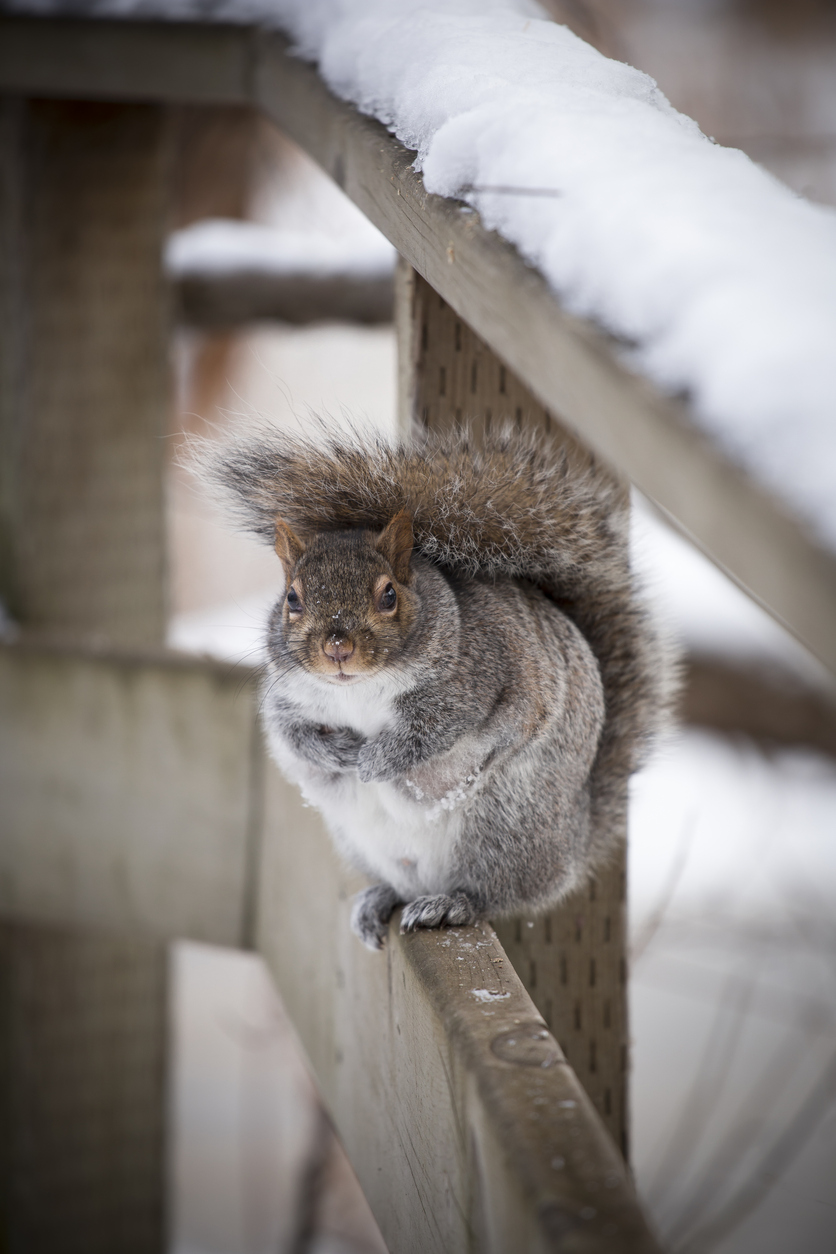 Squirrel on Fence – Winter Time