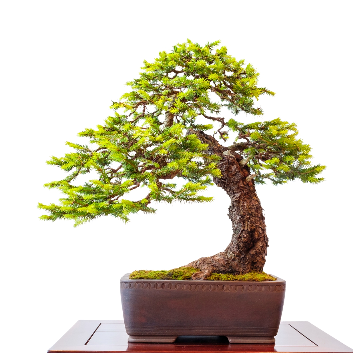 Spruce bonsai tree.