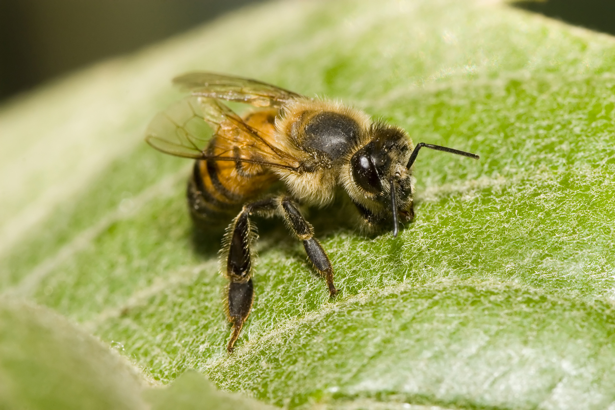 types of bees - africanized bee
