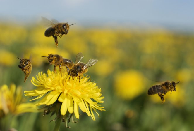 types of bees