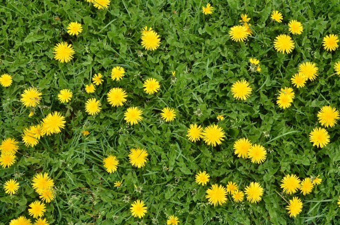 3 Good Reasons Why You Shouldn’t Kill Clover in Your Yard
