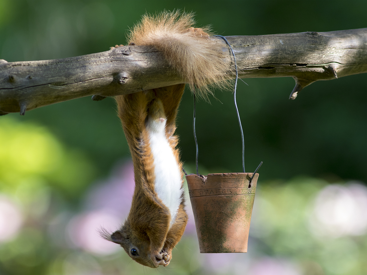A Red Squirrel (Sciurus vulgaris) hanging upside down at a feeder in Scotland, UK
