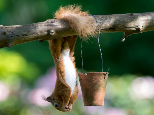 7 Important Things to Know About Your Squirrel Feeder