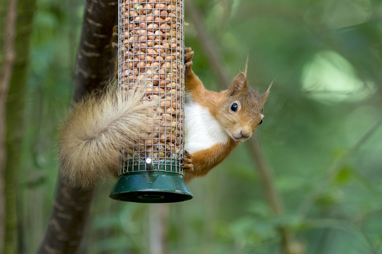 A Red Squirrel (Sciurus vulgaris) in Scotland, UK