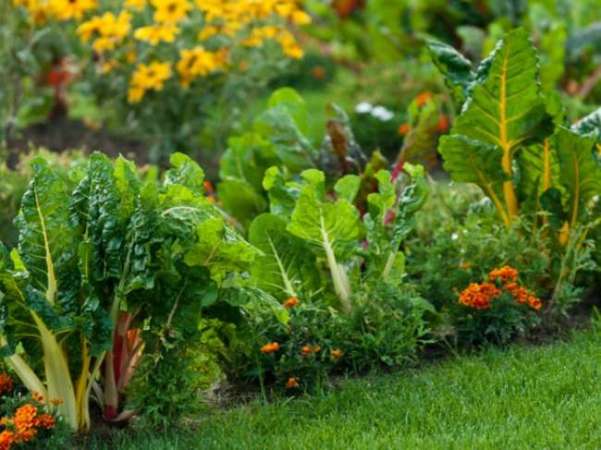 10 Tips for Turning Your Yawn of a Yard into an Incredible Edible Landscape