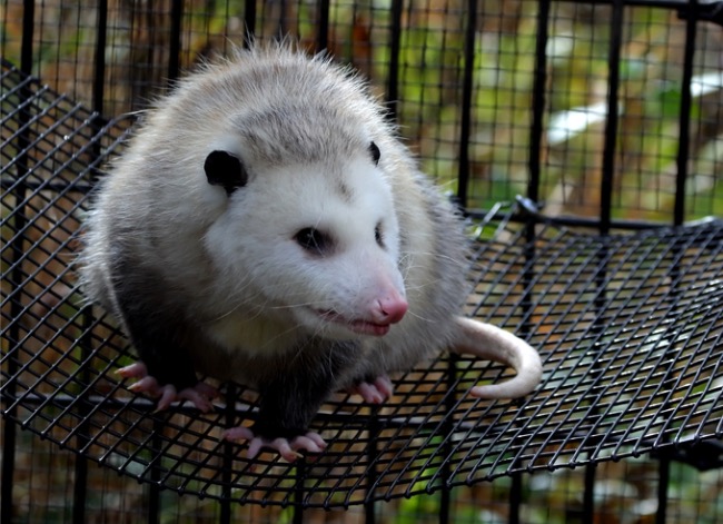 opossums eat ticks