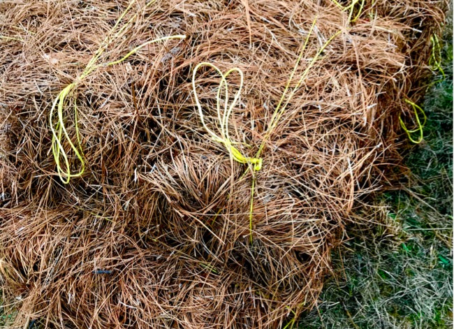 pine straw mulch - pine needle mulch