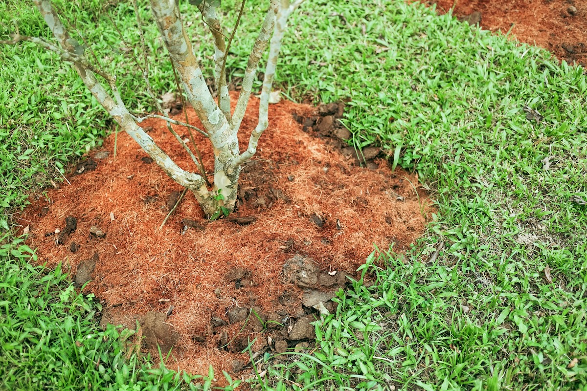 A small tree being planted in a bed of pine straw mulch.