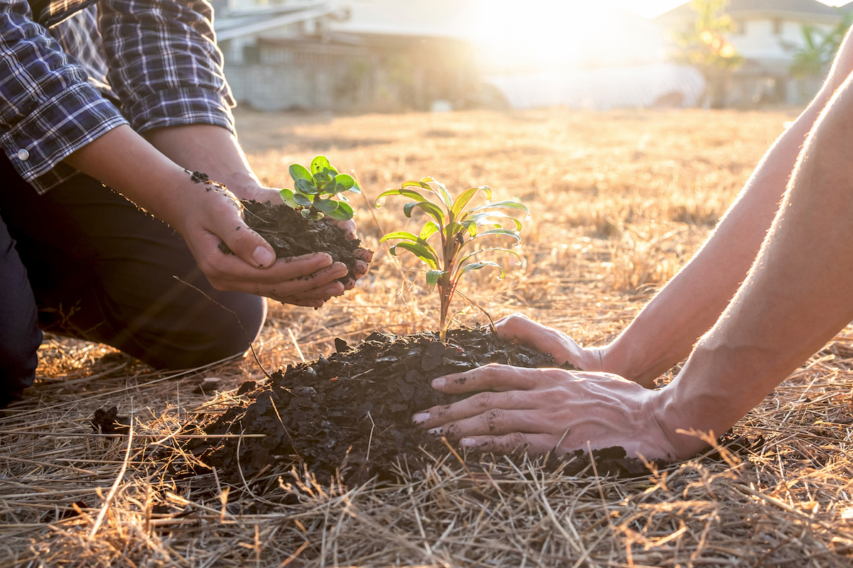 Two people's hands planting seedlings in wood mulch hills surrounded by straw mulch.