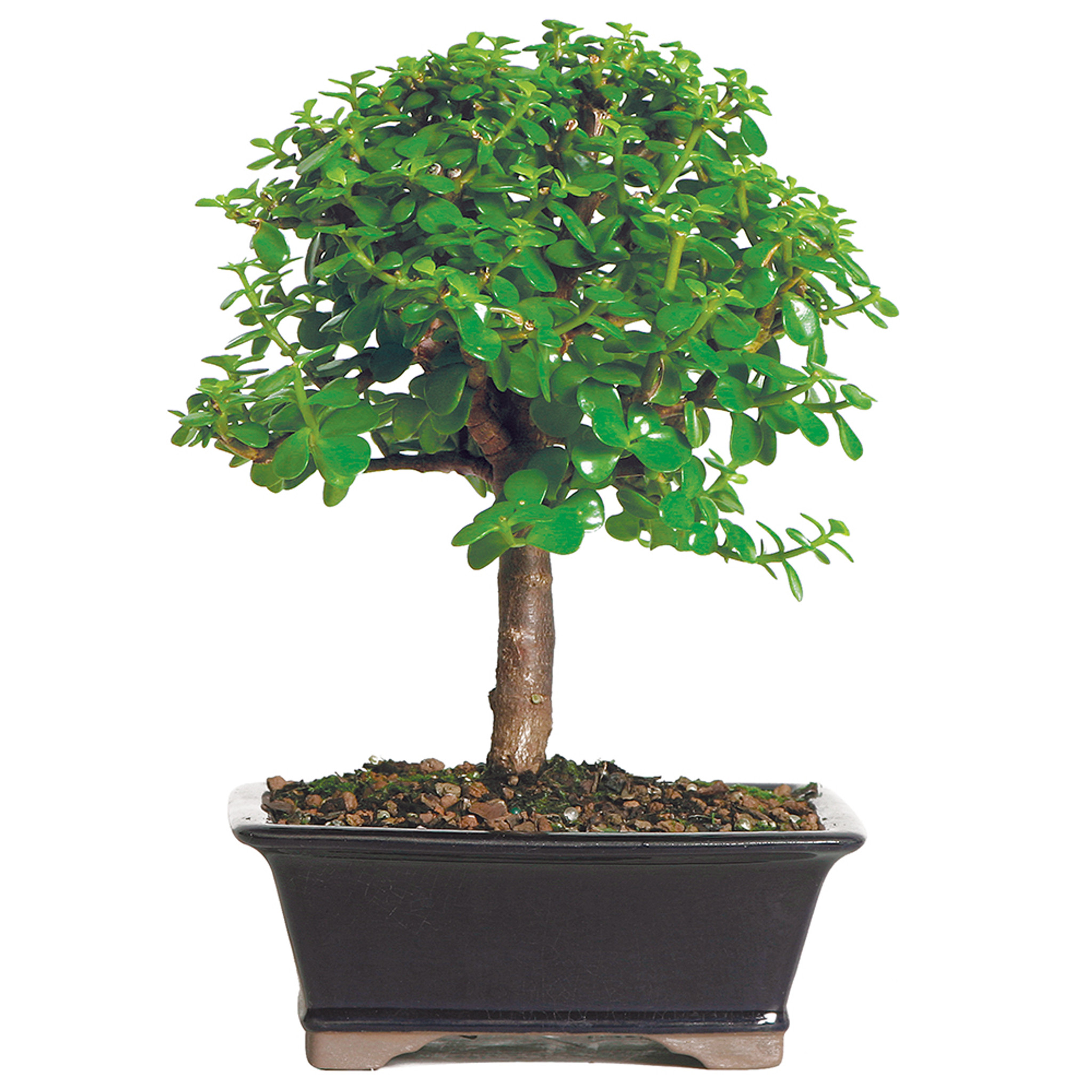 Portulacaria afra bonsai in small rectangular container.