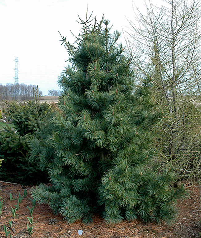 types of pine trees silveray korean pine