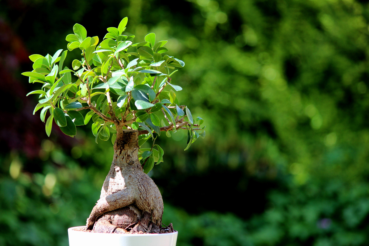 types of bonsai trees