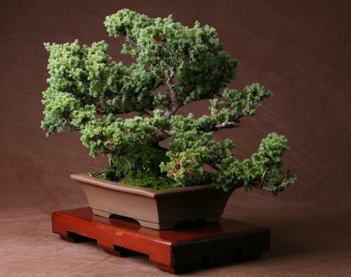 types of bonsai trees