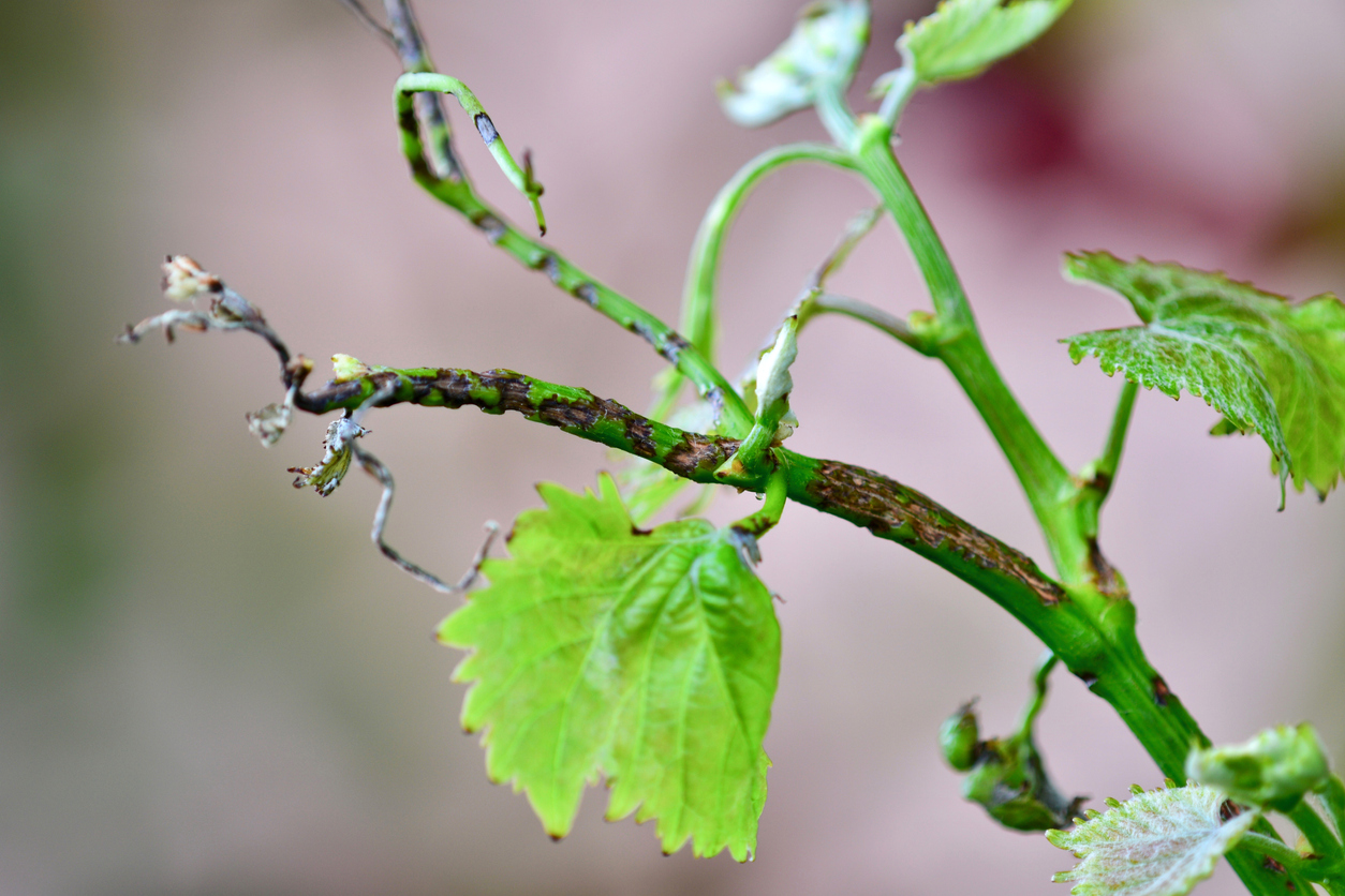 Black spot, or anthracnose disease of grapevines is caused by the fungus Elsinoe ampelina.  The disease occurs after rainfall in spring and infects young leaves and stems. If uncontrolled it can cause significant yield and quality loss.