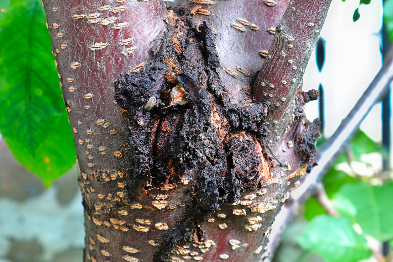 The festering bacterial canker wound on a cherry tree.