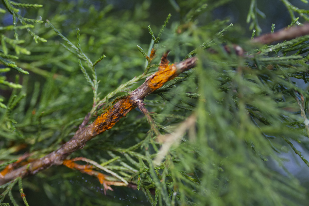 Juniperus virginiana with cedar apple rust