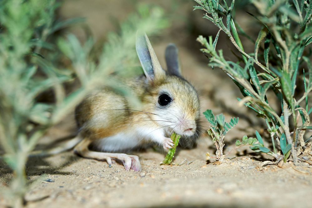 The 10 Best Rabbit Repellents For Gardens in 2024