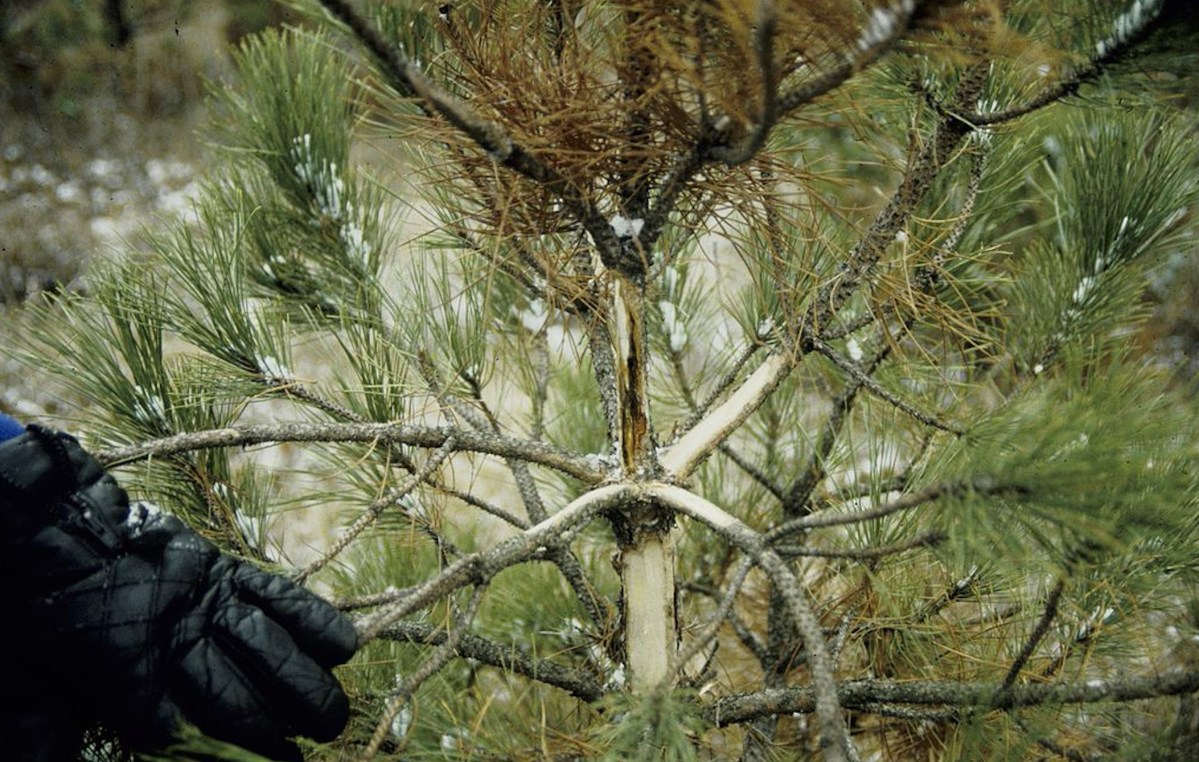 7 Common Tree Diseases and How to Fix Them